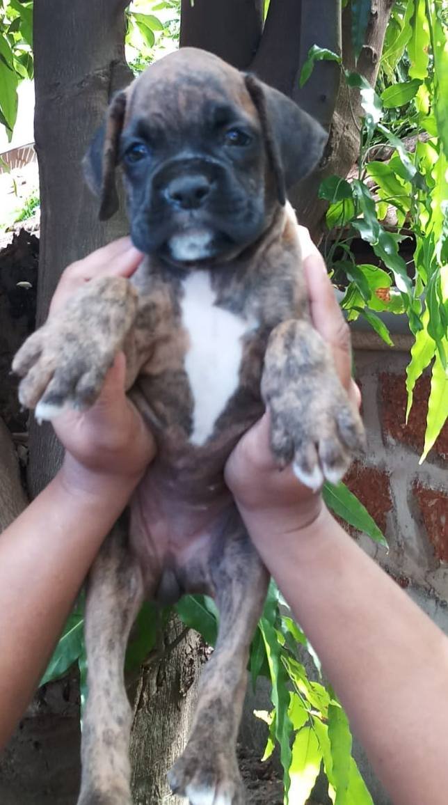 DogsIndia.com - Boxer - Shade's Boxers - Derick