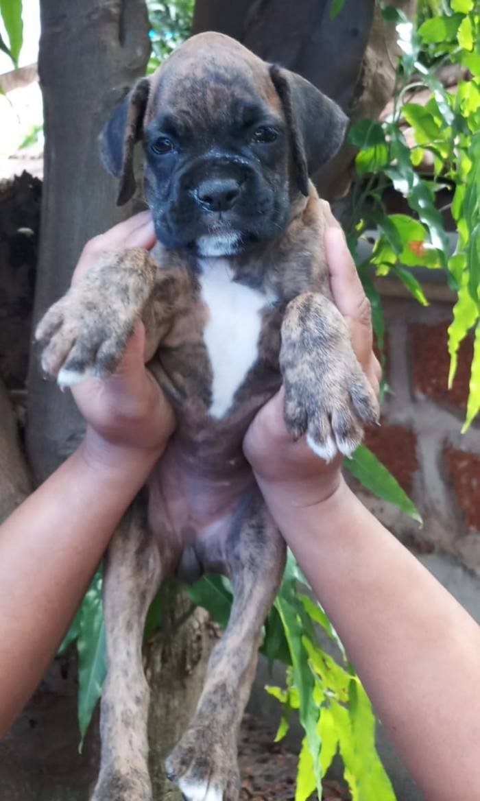 DogsIndia.com - Boxer - Shade's Boxers - Derick