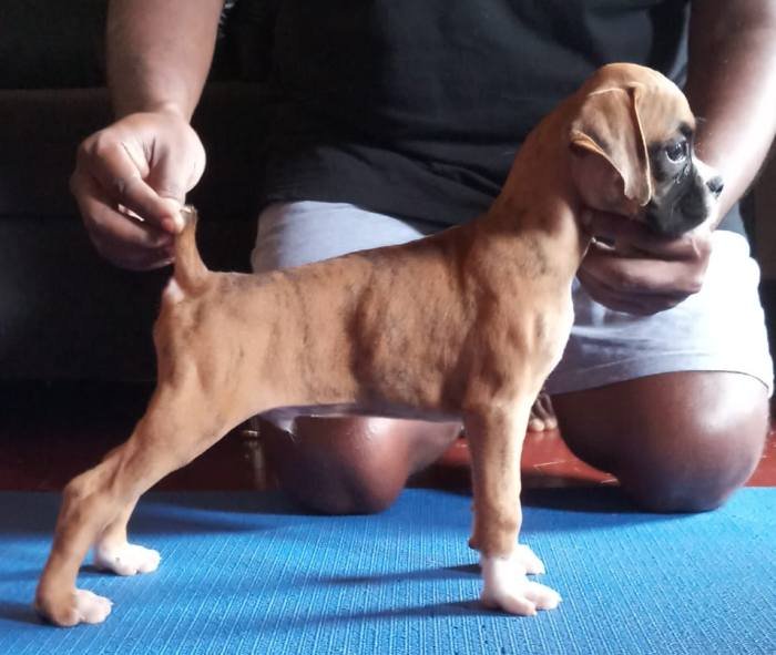 DogsIndia.com - Boxer - Shade's Boxers - Derick