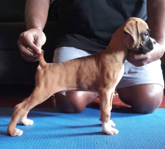 DogsIndia.com - Boxer - Shade's Boxers - Derick