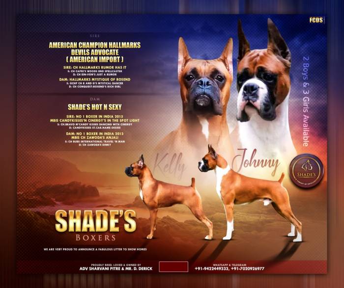 DogsIndia.com - Boxer - Shade's Boxers - Derick