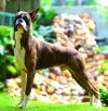 DogsIndia.com - Boxer - Faith Hill's Kennel