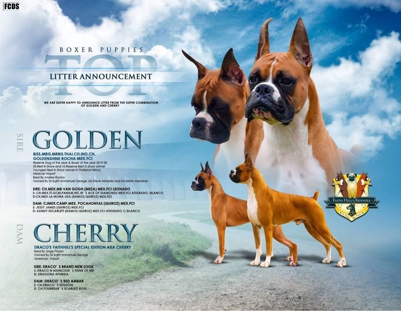 DogsIndia.com - Boxer - Faith Hills Kennel - Dr. Sujith George