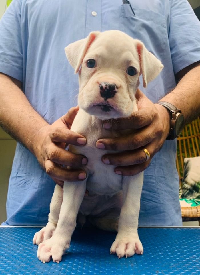 DogsIndia.com - Boxer - Faith Hills Kennel - Dr. Sujith George