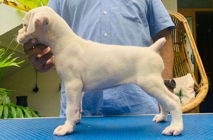 DogsIndia.com - Boxer - Faith Hills Kennel - Dr. Sujith George