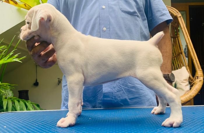 DogsIndia.com - Boxer - Faith Hills Kennel - Dr. Sujith George