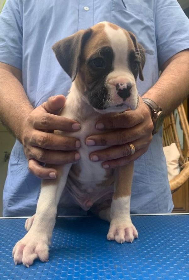 DogsIndia.com - Boxer - Faith Hills Kennel - Dr. Sujith George