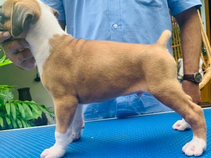 DogsIndia.com - Boxer - Faith Hills Kennel - Dr. Sujith George