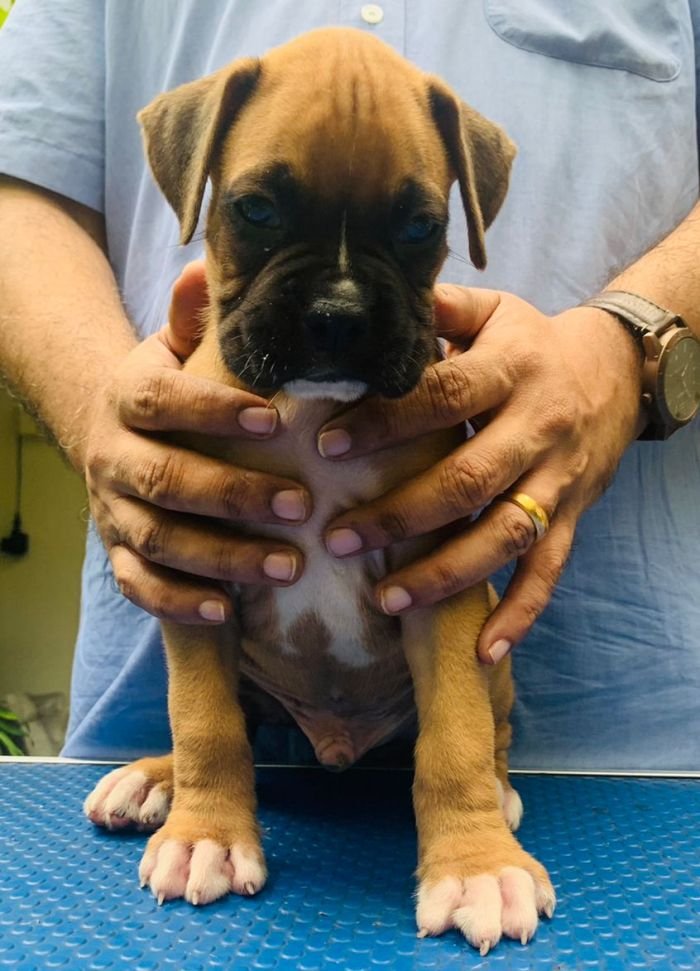 DogsIndia.com - Boxer - Faith Hills Kennel - Dr. Sujith George