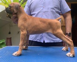 DogsIndia.com - Boxer - Faith Hills Kennel - Dr. Sujith George