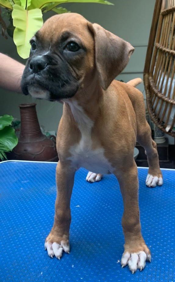 DogsIndia.com - Boxer - Faith Hills Kennel - Dr. Sujith George