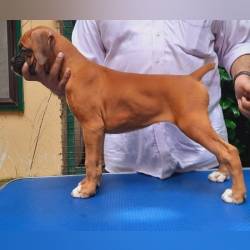 DogsIndia.com - Boxer - Dr Sujith - Faith Hills