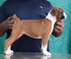 DogsIndia.com - Boxer - Goldstone's Boxers - Vijay Reddy