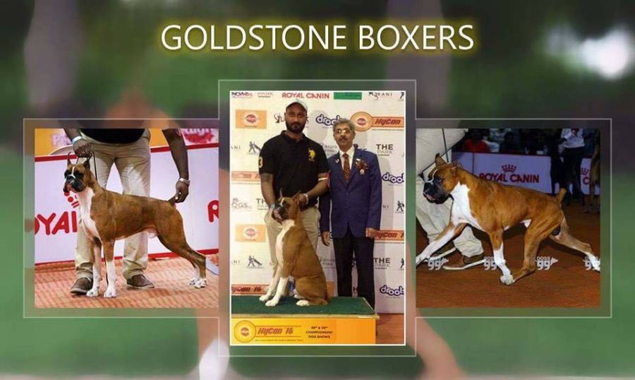 DogsIndia.com - Boxer - Goldstone's Boxers - Vijay Reddy
