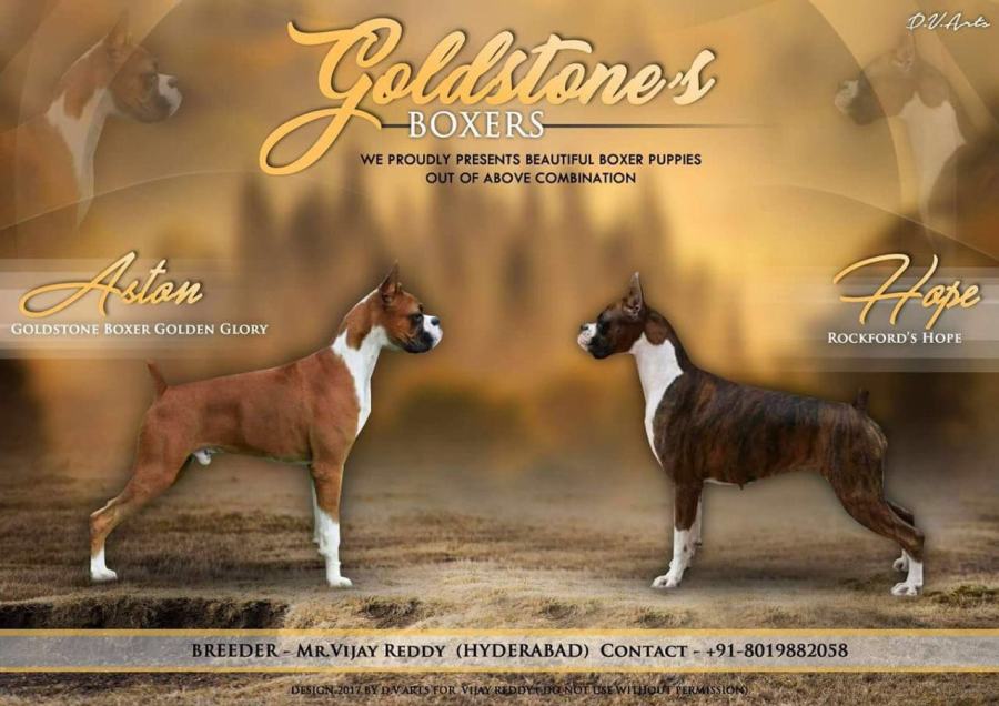 DogsIndia.com - Boxer - Goldstone's Boxers - Vijay Reddy