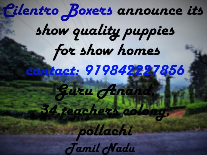 DogsIndia.com - Guru - Cilentro Boxers