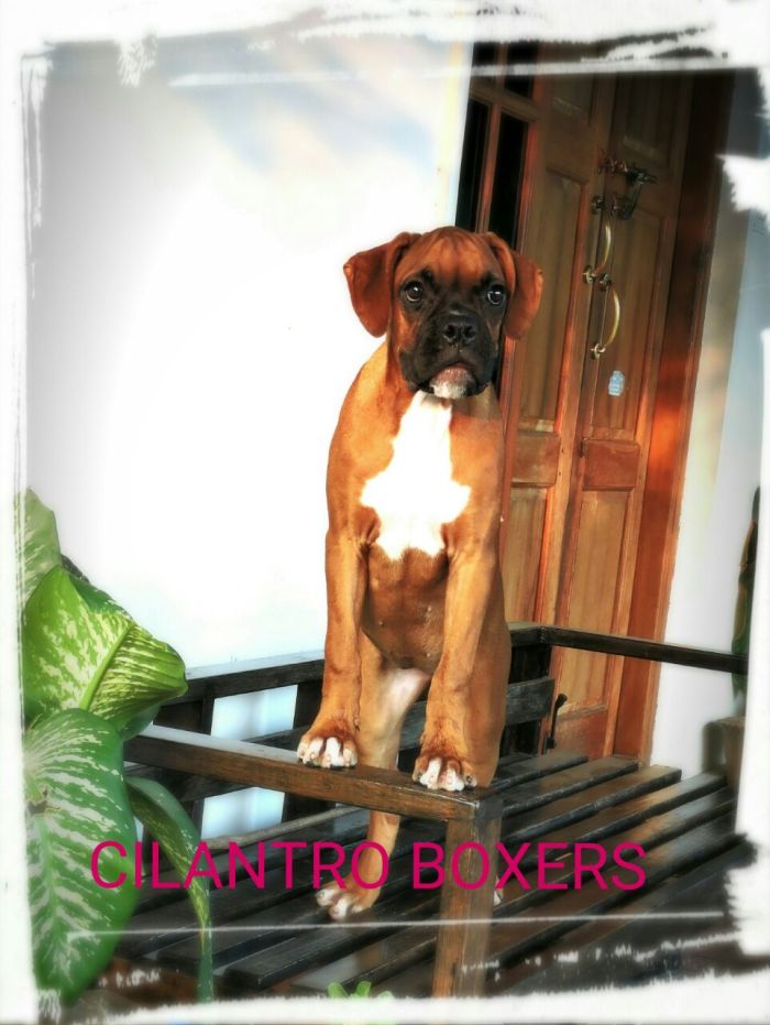 DogsIndia.com - Boxer - Guru - Cilentro Boxers