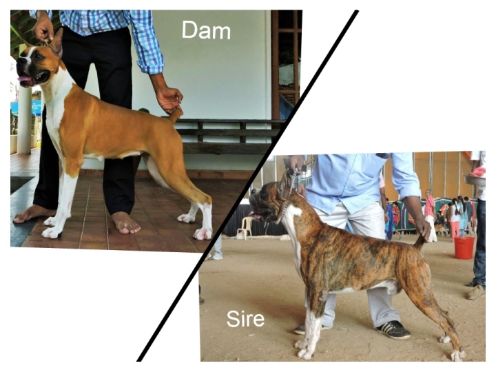 DogsIndia.com - Boxer - Guru - Cilentro Boxers