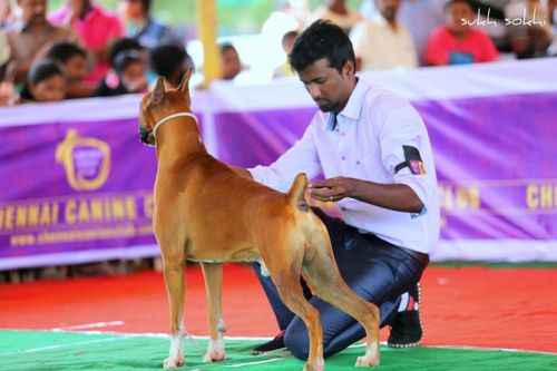 DogsIndia.com - Boxer
