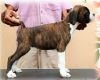 DogsIndia.com - Boxer- Jaisimha