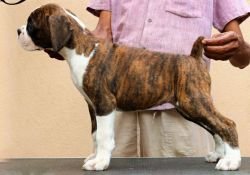 DogsIndia.com - Boxer- Jaisimha