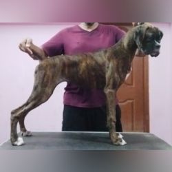 DogsIndia.com  Boxer  Jaisimha
