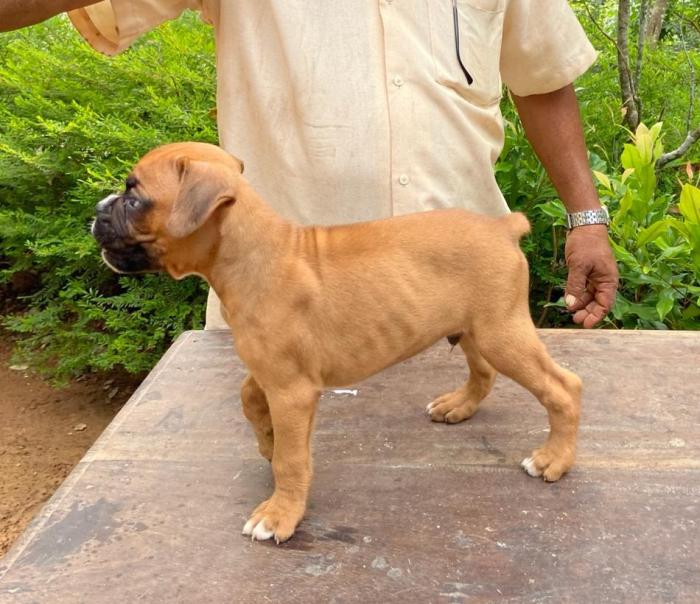 DogsIndia.com - Boxer - Kuriakose