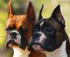 DogsIndia.com - Boxer - Medallion Boxers - Edwin Manohar