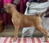 DogsIndia.com - Boxer - Medallion Boxers - Edwin Manohar
