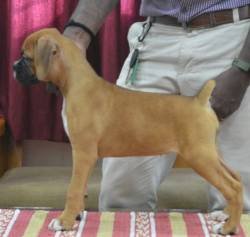 DogsIndia.com - Boxer - Medallion Boxers - Edwin Manohar