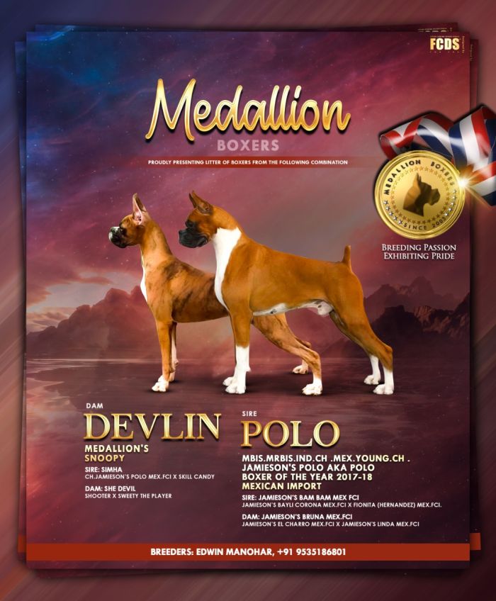 DogsIndia.com - Boxer - Medallion Boxer