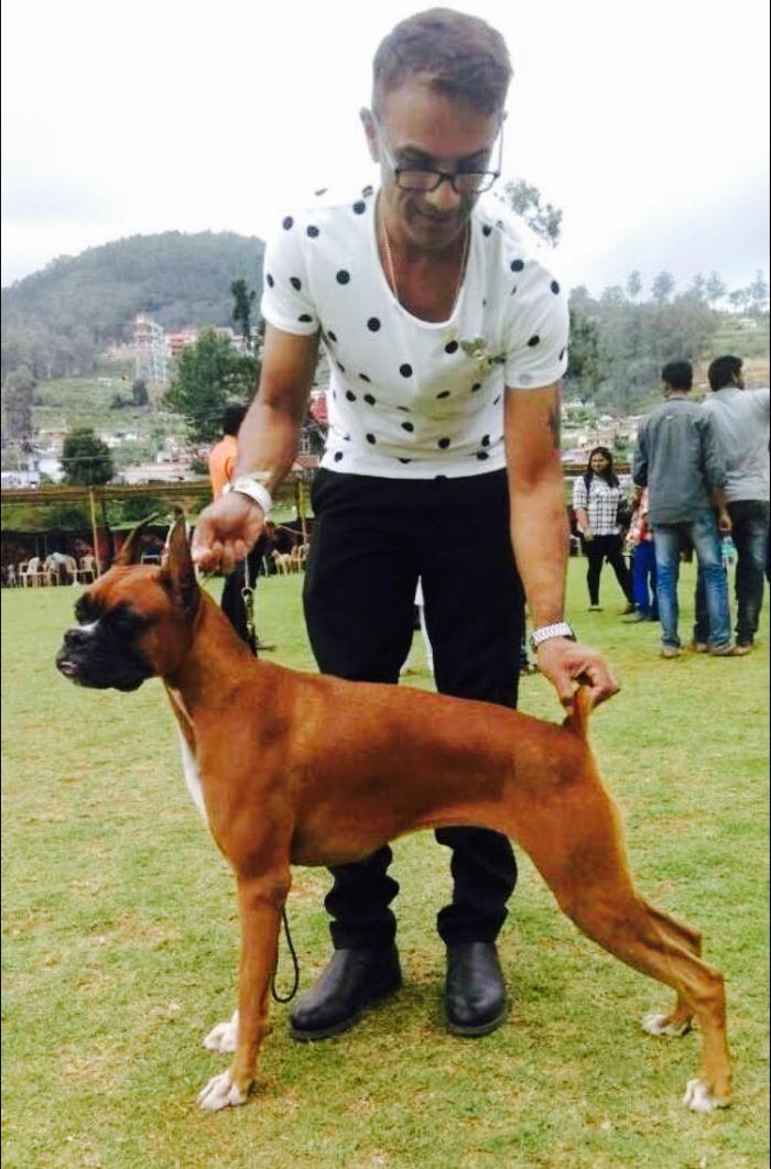 DogsIndia.com - Boxer - Montrose Kennels - Dr. Arun Vijayan