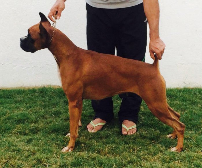 DogsIndia.com - Boxer - Montrose Kennels - Dr. Arun Vijayan