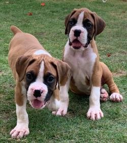 DogsIndia.com - Boxer - Montrose Kennels - Dr. Arun Vijayan