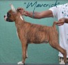 DogsIndia.com - Boxer- Rabrika Kennels - Jaisimha