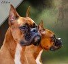 DogsIndia.com - Boxer - Rockford Kennels - Suhas