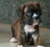 DogsIndia.com - Boxer - Rockford Kennels - Suhas