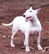 DogsIndia.com - Bull Terrier - Dheeraj