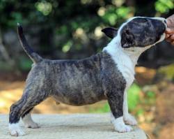 DogsIndia.com - Bull Terrier - Dheeraj