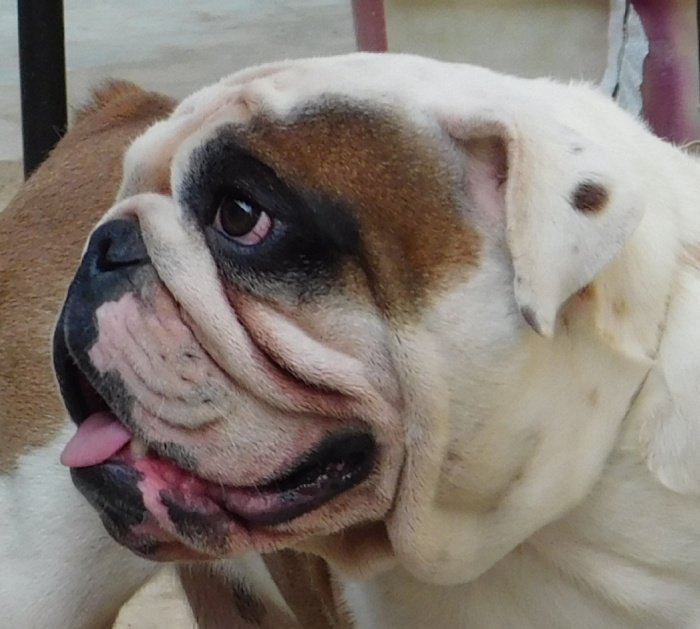 DogsIndia.com - Bulldog - Adchans - Aditya Lochan