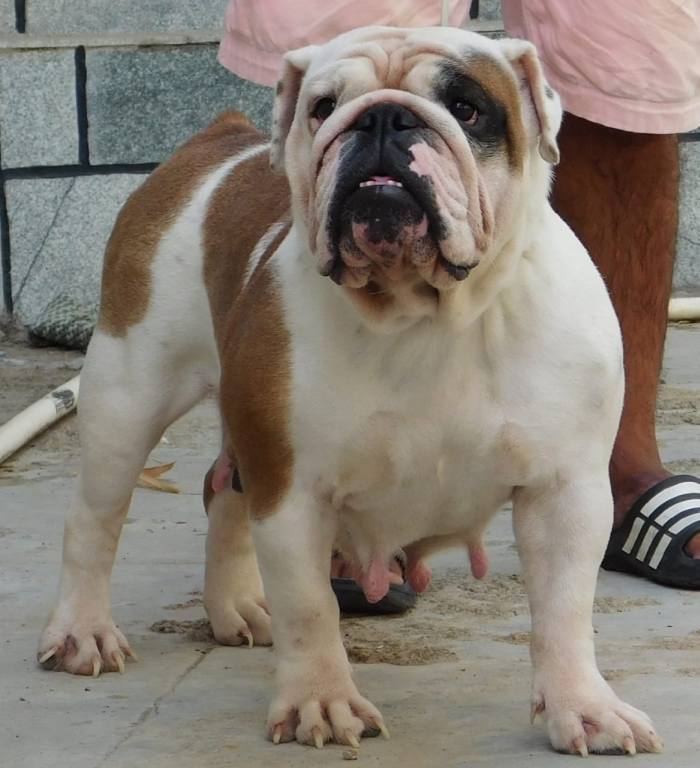 DogsIndia.com - Bulldog - Adchans - Aditya Lochan