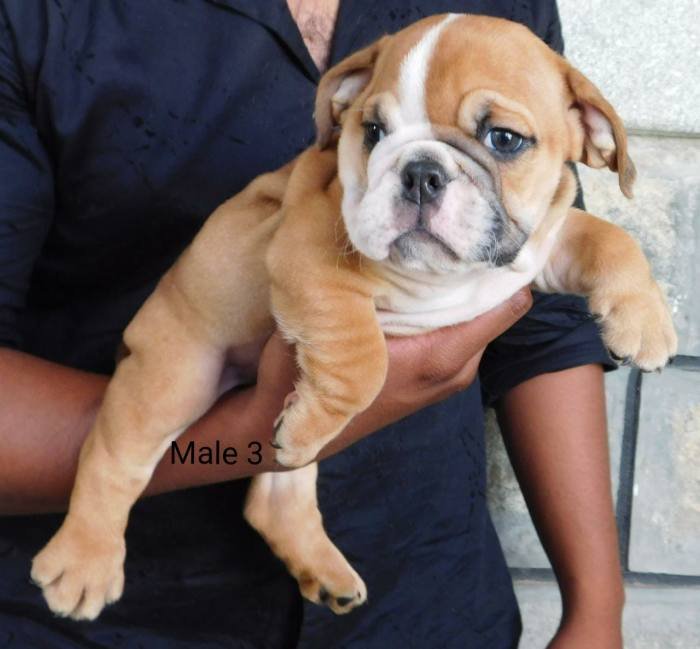 DogsIndia.com - Bulldog - Adchans - Aditya Lochan