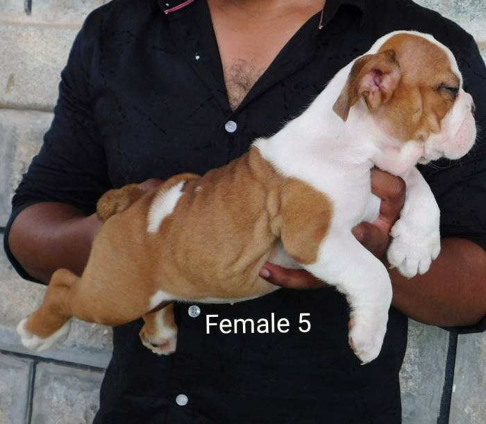 DogsIndia.com - Bulldog - Adchans - Aditya Lochan