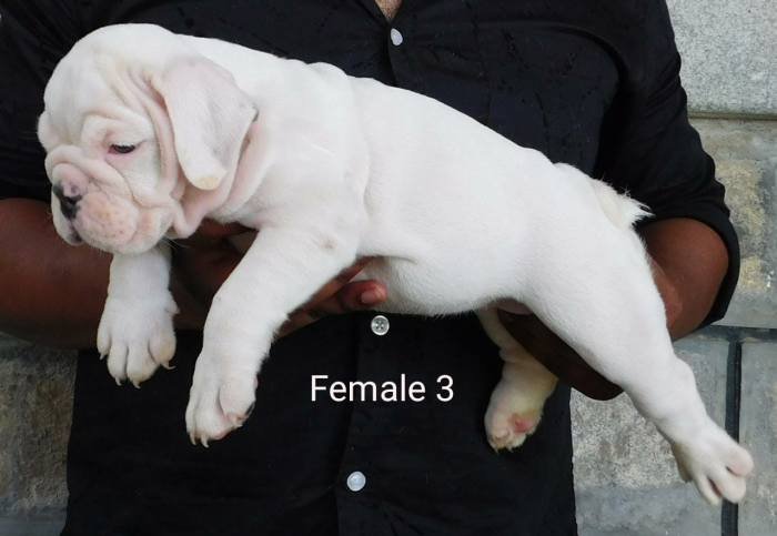 DogsIndia.com - Bulldog - Adchans - Aditya Lochan