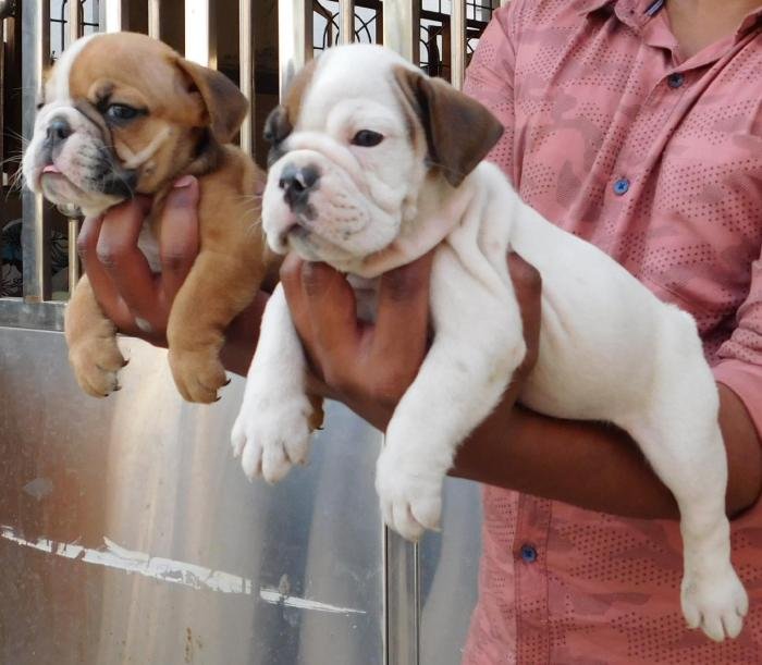 DogsIndia.com - Bulldog - Adchans - Aditya Lochan