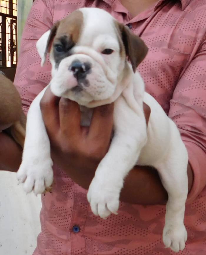 DogsIndia.com - Bulldog - Adchans - Aditya Lochan