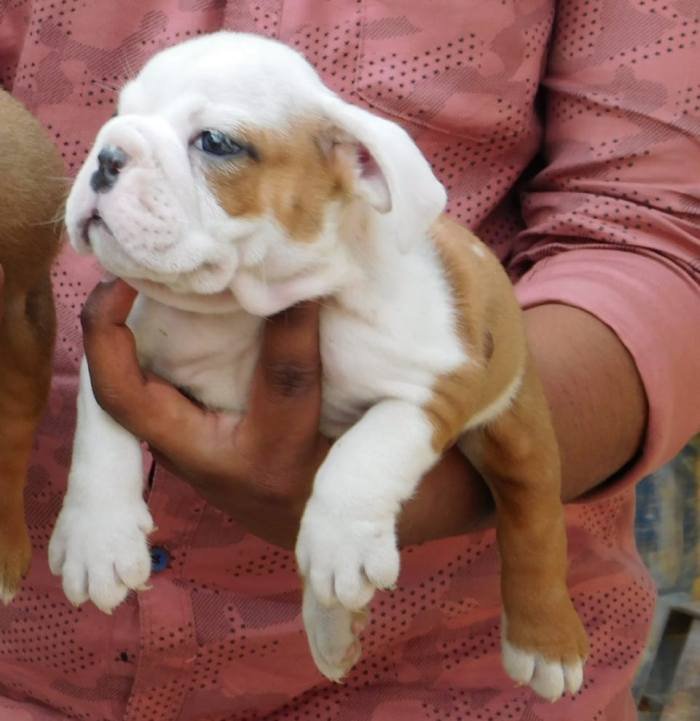 DogsIndia.com - Bulldog - Adchans - Aditya Lochan