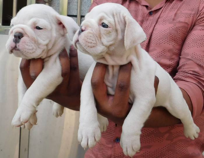 DogsIndia.com - Bulldog - Adchans - Aditya Lochan