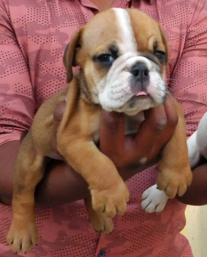 DogsIndia.com - Bulldog - Adchans - Aditya Lochan