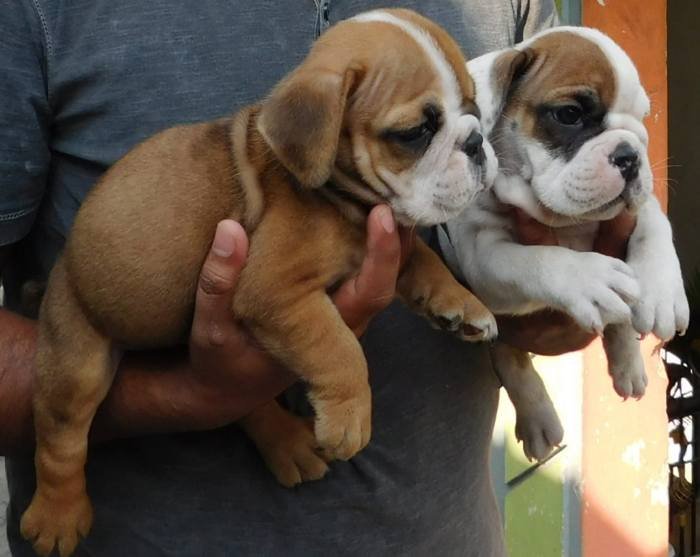 DogsIndia.com - Bulldog - Adchans - Aditya Lochan